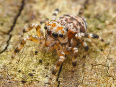 Thorelliola ensifera