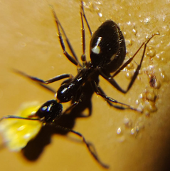 Camponotus sexguttatus