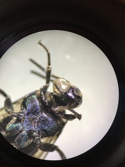 Thalestria spinosa