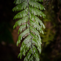 Hymenophyllum pectinatum