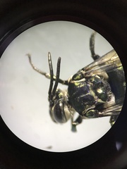 Thalestria spinosa