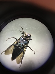 Thalestria spinosa