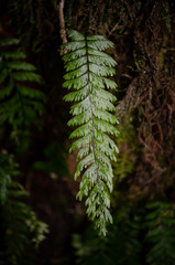 Hymenophyllum pectinatum