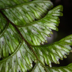Hymenophyllum pectinatum