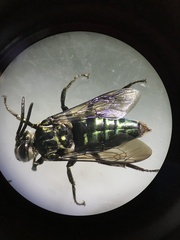 Thalestria spinosa