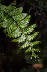 Hymenophyllum pectinatum