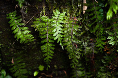 Hymenophyllum pectinatum