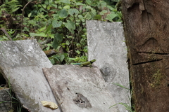 Sceloporus salvini
