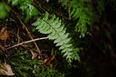 Hymenophyllum pectinatum