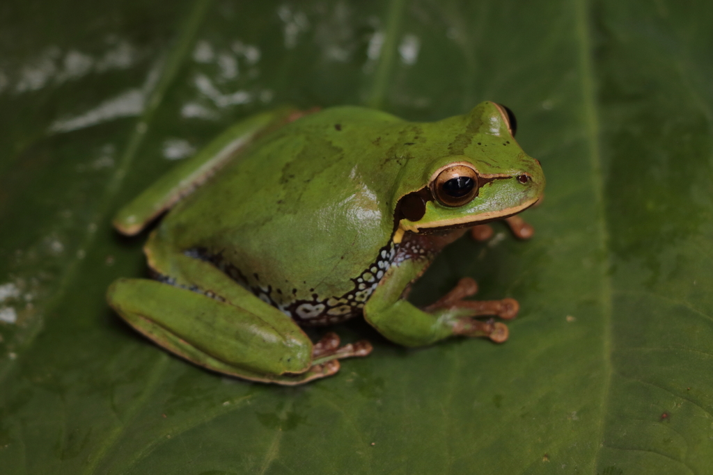 Blue-Spotted Mexican Treefrog