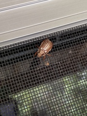 Anoplognathus abnormis