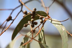 Eucalyptus viminalis viminalis