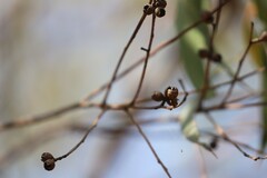 Eucalyptus viminalis viminalis