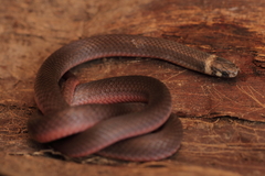 Tantilla schistosa