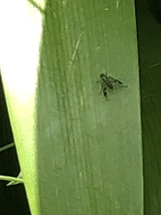 Heteropsilopus ingenuus