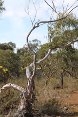 Eucalyptus viminalis viminalis