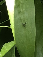 Heteropsilopus ingenuus