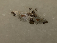 Neoleucinodes elegantalis