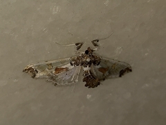 Neoleucinodes elegantalis