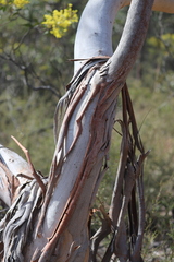 Eucalyptus viminalis viminalis