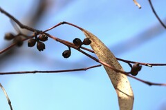 Eucalyptus viminalis viminalis