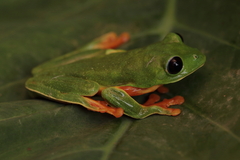 Agalychnis moreletii