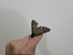 Pachylioides resumens