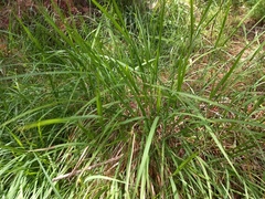Microlaena stipoides