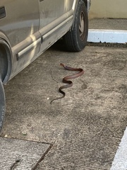 Drymarchon melanurus melanurus