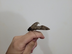 Pachylioides resumens