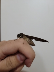 Pachylioides resumens