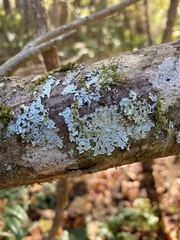 Heterodermia albicans