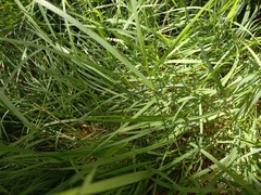 Microlaena stipoides