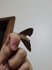 Pachylioides resumens