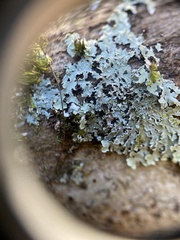 Heterodermia albicans