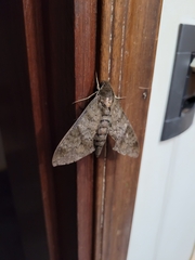 Pachylioides resumens