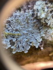 Heterodermia albicans