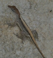 Anolis sagrei