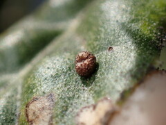 Dryocosmus minusculus