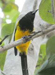 Icterus northropi