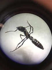 Pachycondyla crassinoda