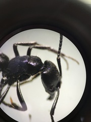 Pachycondyla crassinoda