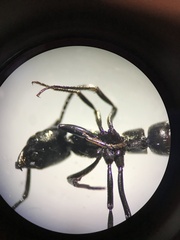 Pachycondyla crassinoda