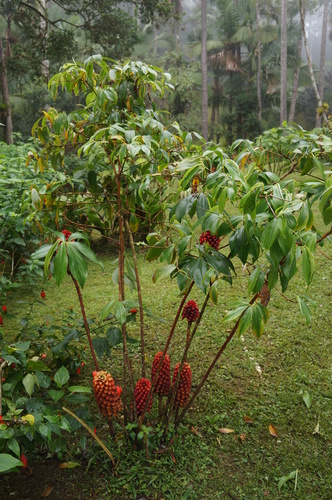 Image of Tapeinochilos ananassae by no rights reserved