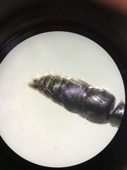 Pachycondyla crassinoda