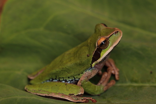 Blue-spotted Mexican Tree Frog
