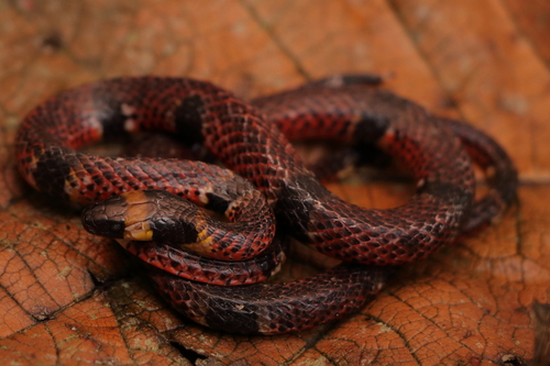 Variegated False Coral Snake