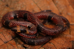 Pliocercus elapoides