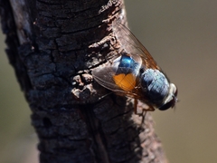 Calliphora dubia