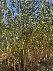 Arundo